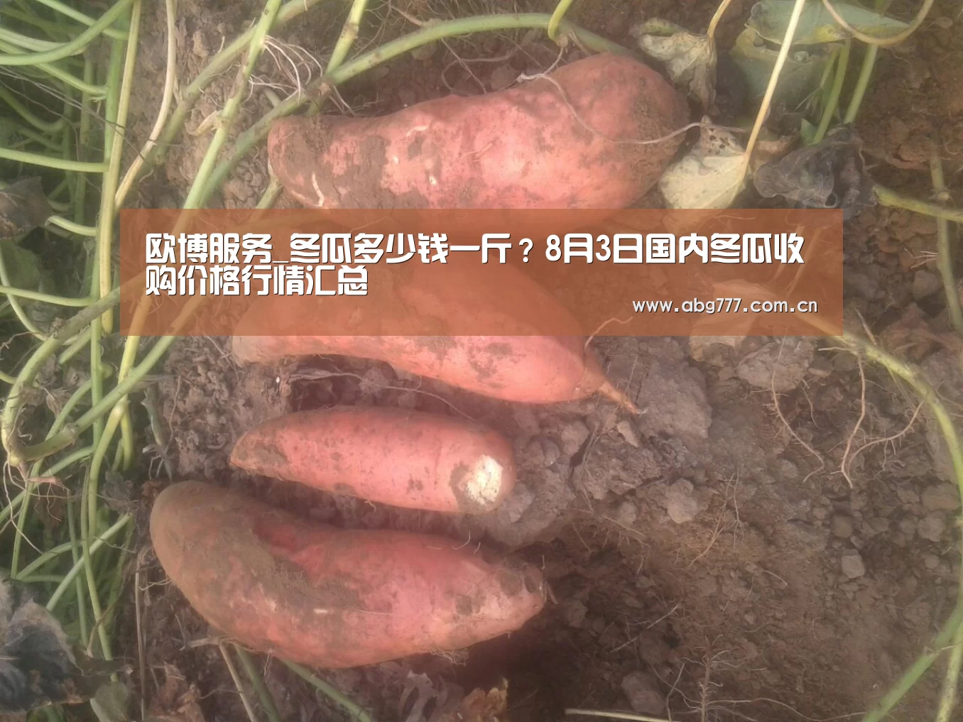 欧博服务_冬瓜多少钱一斤?8月3日国内冬瓜收购价格行情汇总(图1) 欧博官网