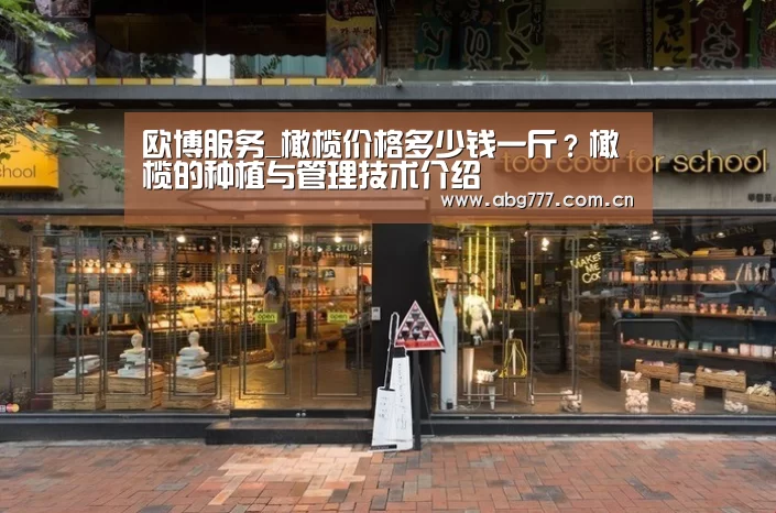 欧博服务_橄榄价格多少钱一斤?橄榄的种植与管理技术介绍(图1) 欧博